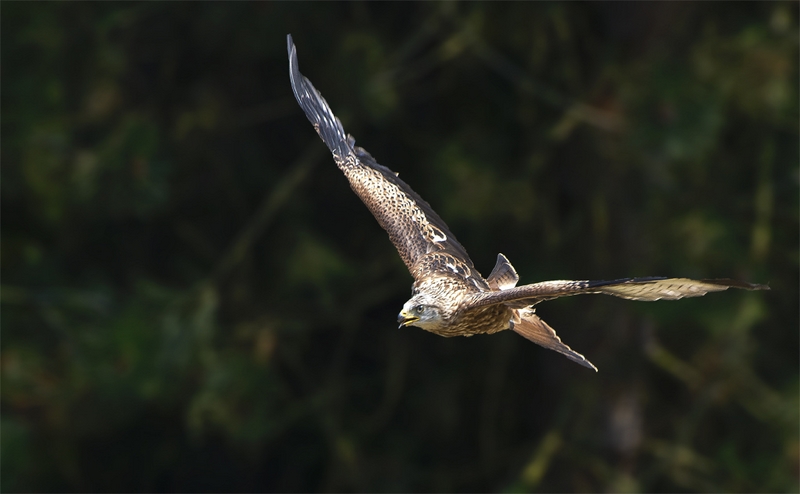 480 - WOUW - LAHEYE FREDDY - belgium.jpg